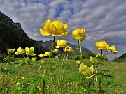 01 Trollius europaeus (Botton d'oro), distese nei prati della Casera Mezzeno (1598 m) 